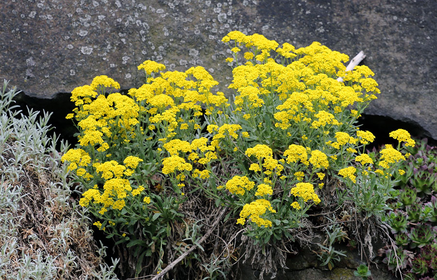 Изображение особи Aurinia saxatilis.