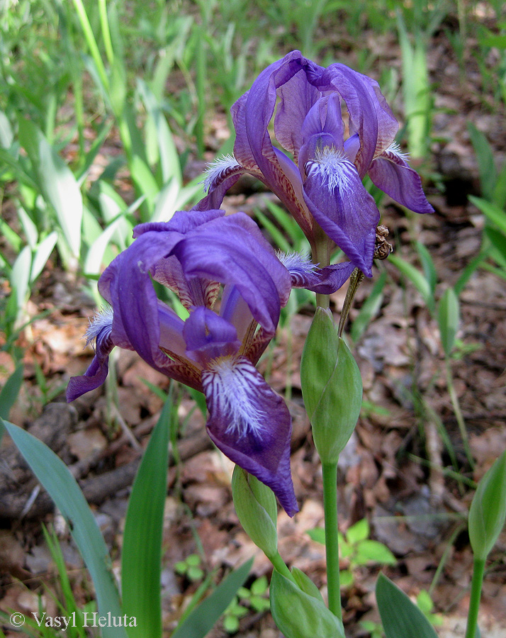 Image of Iris hungarica specimen.