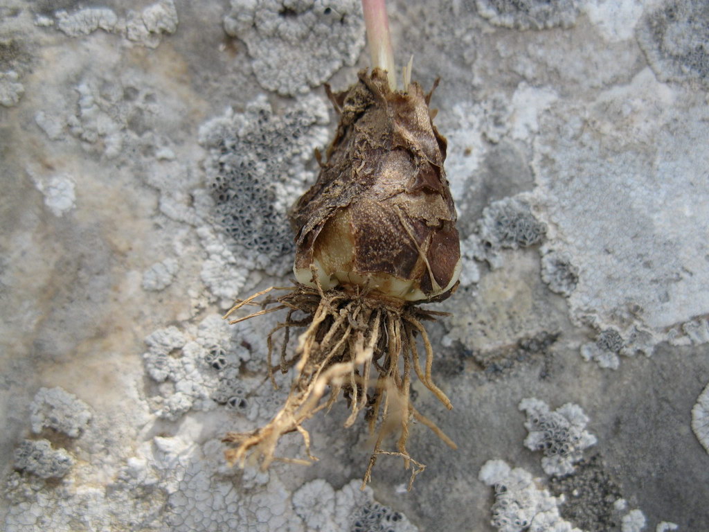 Image of Muscari neglectum specimen.