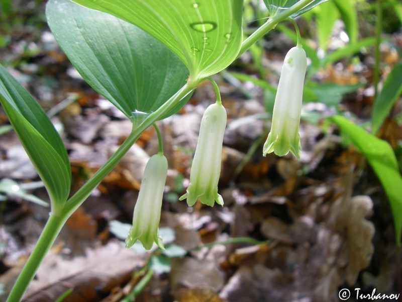 Изображение особи Polygonatum odoratum.