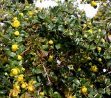 Berberis candidula. Цветущие ветки. Германия, г. Krefeld, у стены. 09.05.2013.