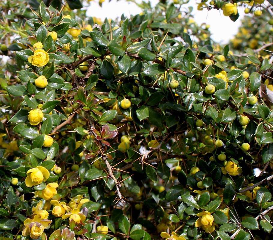 Image of Berberis candidula specimen.