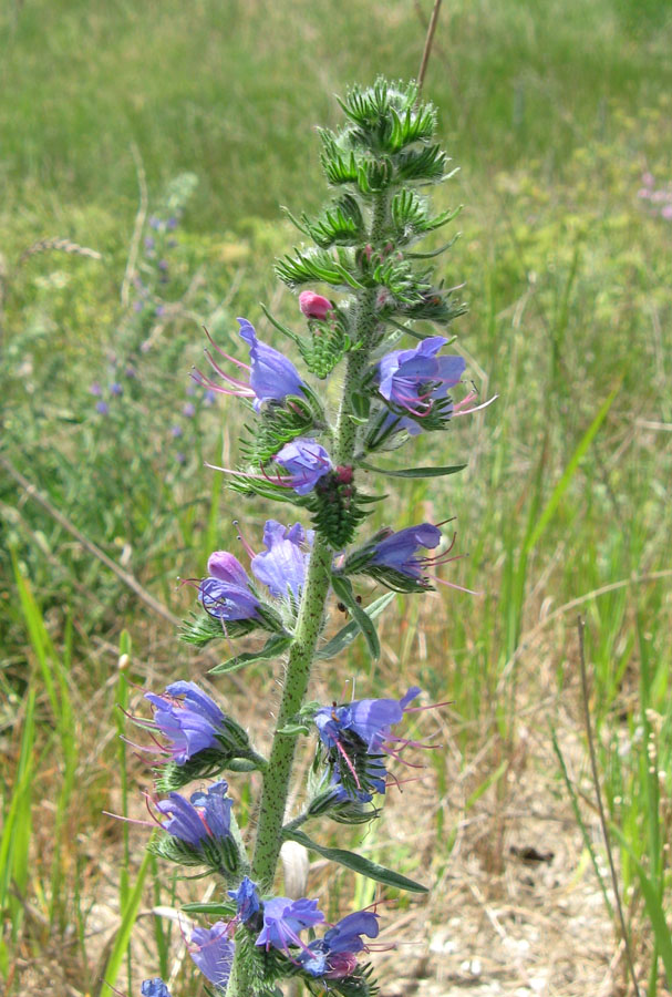 Image of Echium vulgare specimen.