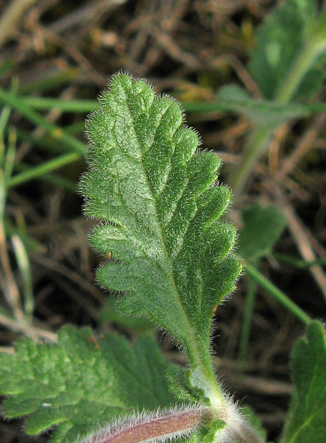 Image of Teucrium chamaedrys specimen.