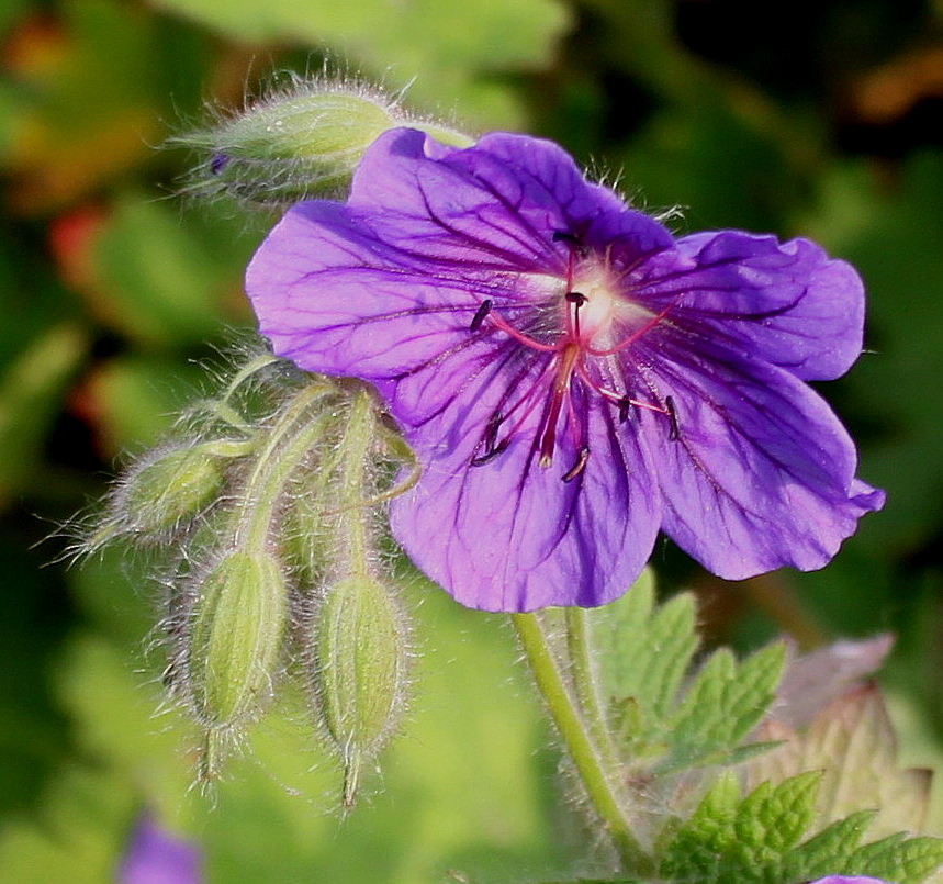 Image of genus Geranium specimen.