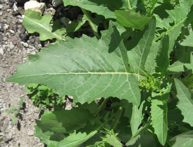 Image of Sisymbrium loeselii specimen.