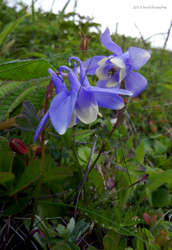 Изображение особи Aquilegia flabellata.