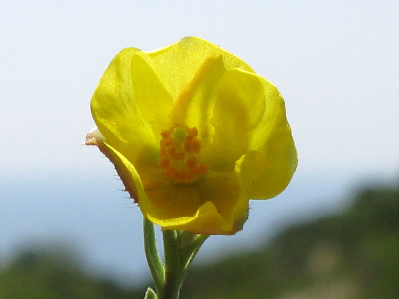 Image of Fumana procumbens specimen.