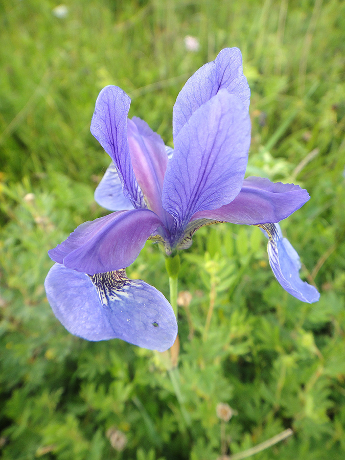 Изображение особи Iris sanguinea.