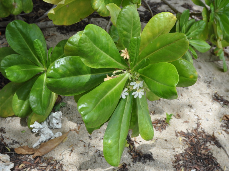 Image of Scaevola taccada specimen.