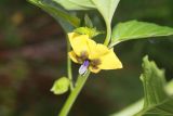 Physalis ixocarpa