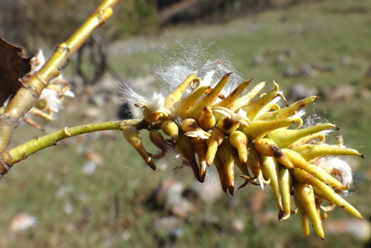 Image of Salix pentandrifolia specimen.