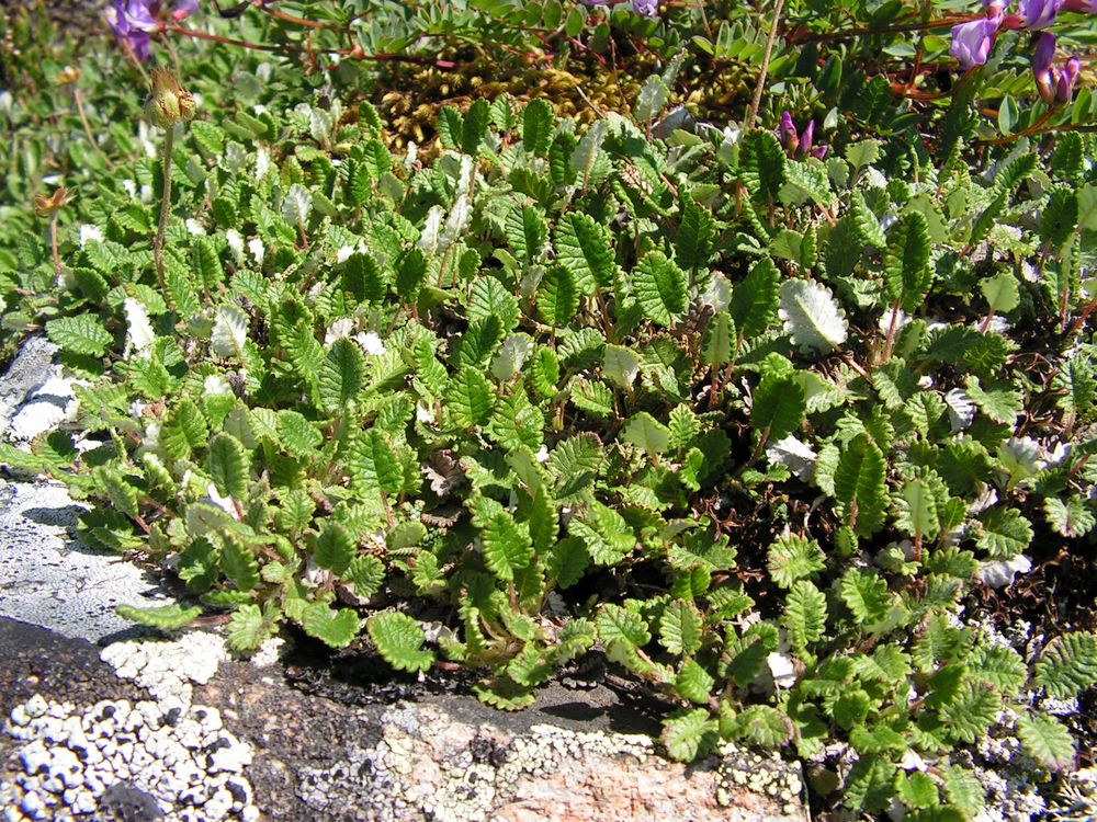 Image of Dryas ajanensis specimen.