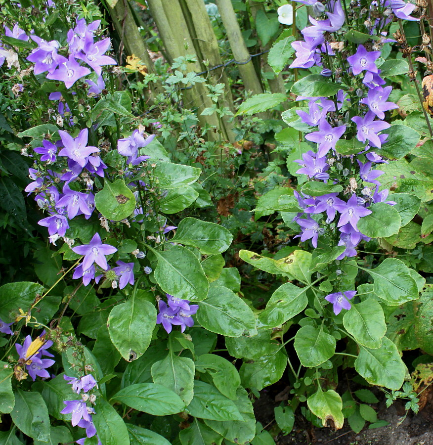 Image of genus Campanula specimen.