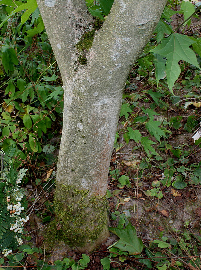 Image of Alangium chinense specimen.