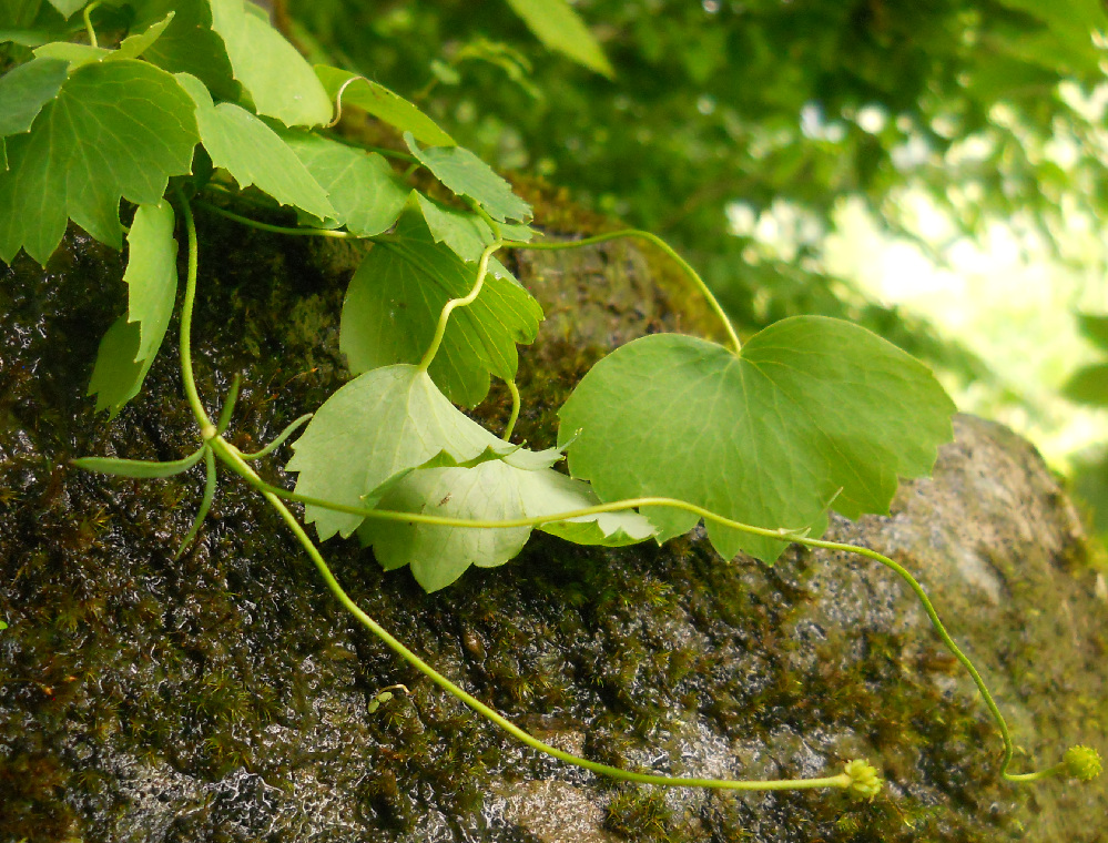 Image of Ranunculus subtilis specimen.