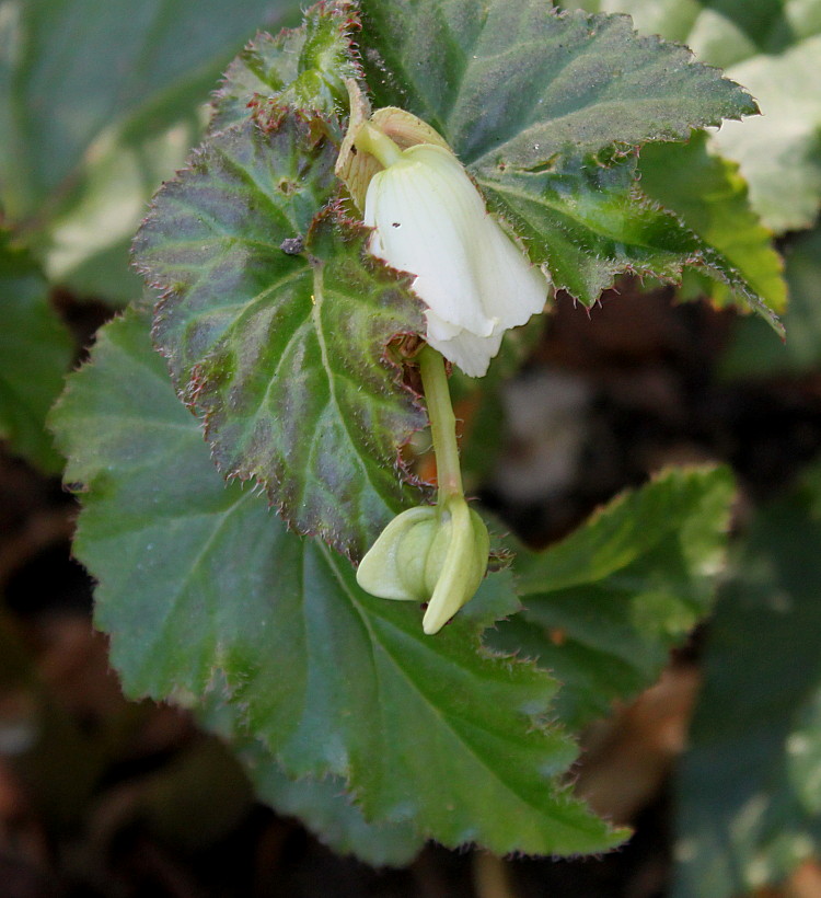 Image of Begonia &times; tuberhybrida specimen.