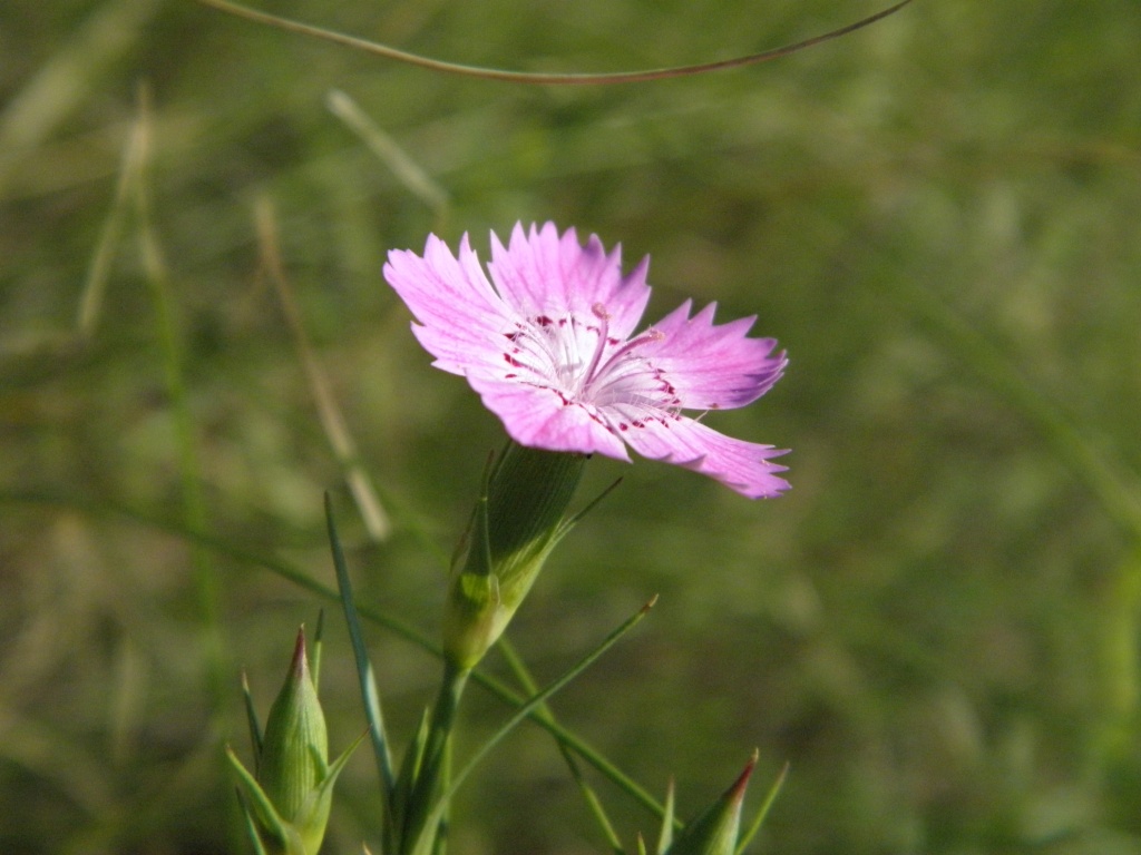 Image of Dianthus guttatus specimen.