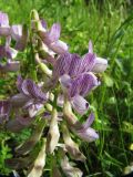 Vicia sylvatica. Верхушка соцветия. Коми, Княжпогостский р-н, окр. пос. Ропча, долина руч. Дюкачева, опушка леса. 12.07.2013.