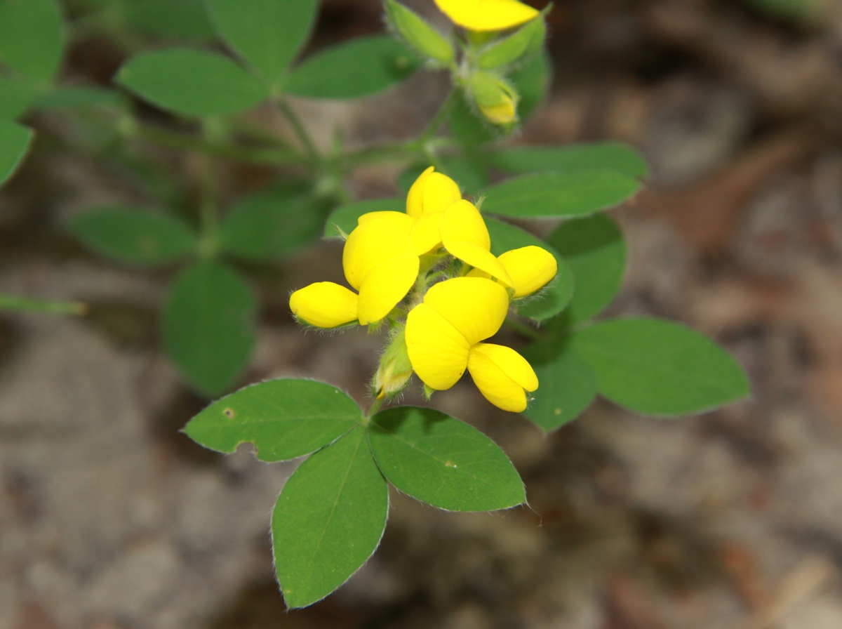 Image of Argyrolobium biebersteinii specimen.