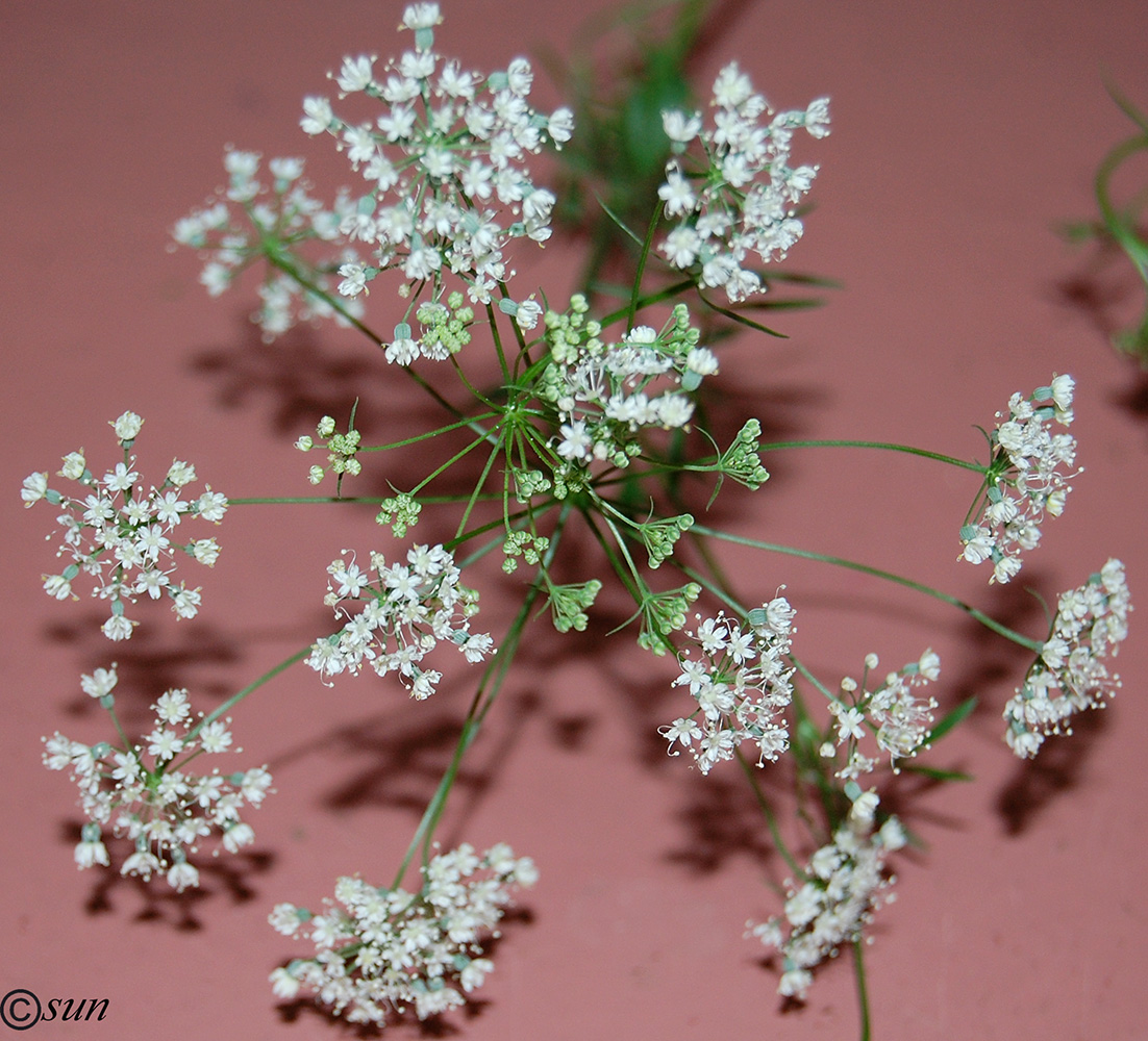 Изображение особи Pimpinella anisum.