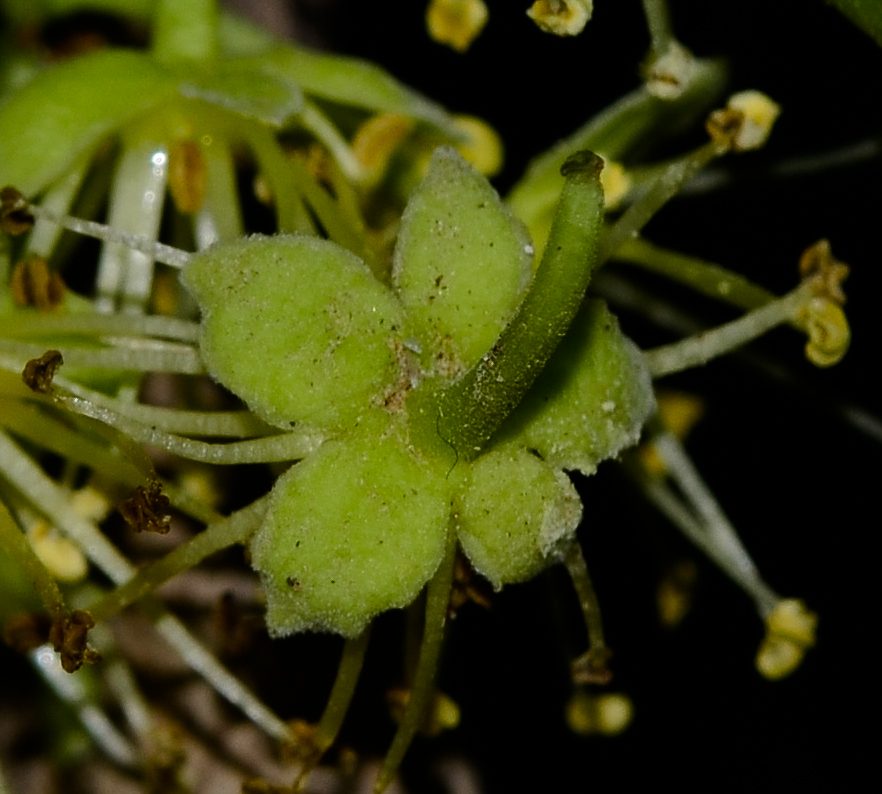 Image of Dovyalis caffra specimen.