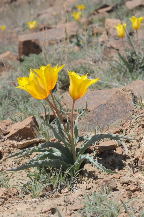 Image of Tulipa behmiana specimen.