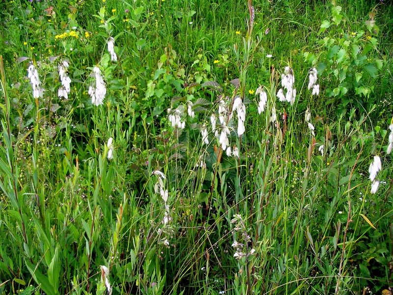 Image of Eriophorum latifolium specimen.