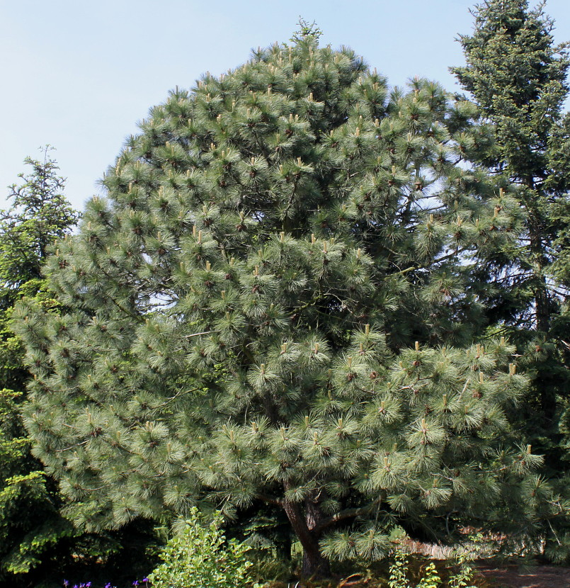 Image of Pinus ponderosa specimen.