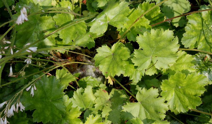 Image of genus Heuchera specimen.