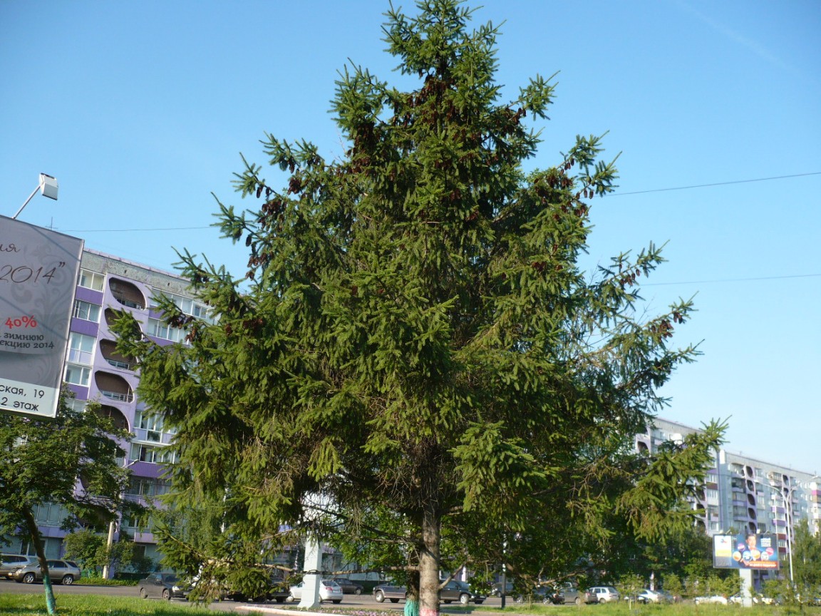 Image of Picea obovata specimen.