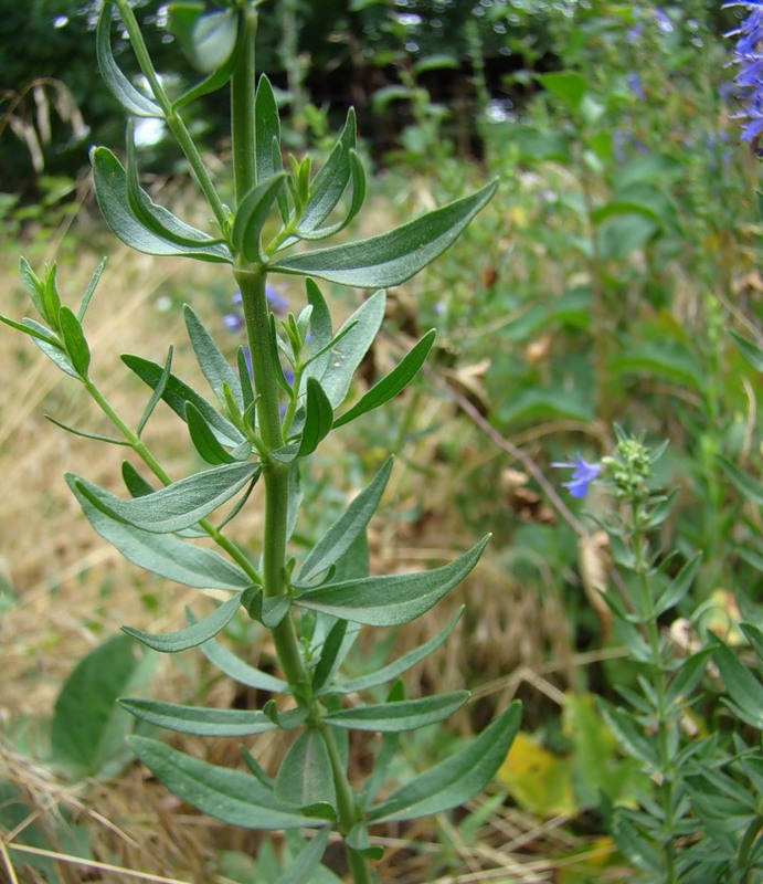 Image of Hyssopus officinalis specimen.