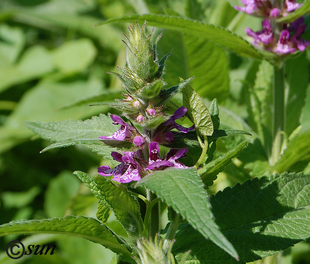 Image of Stachys palustris specimen.