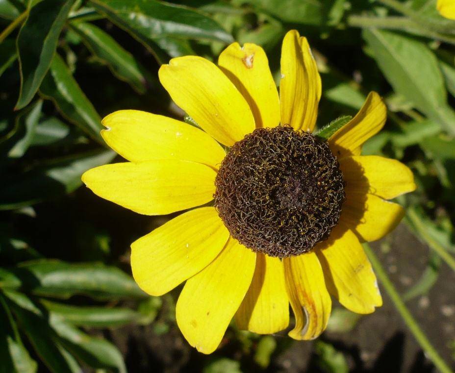 Изображение особи род Rudbeckia.