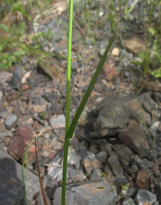 Изображение особи Poa palustris.