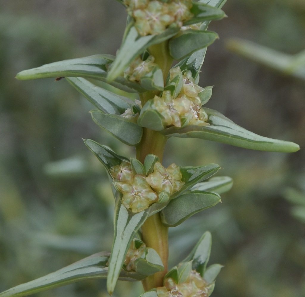 Image of Salsola soda specimen.