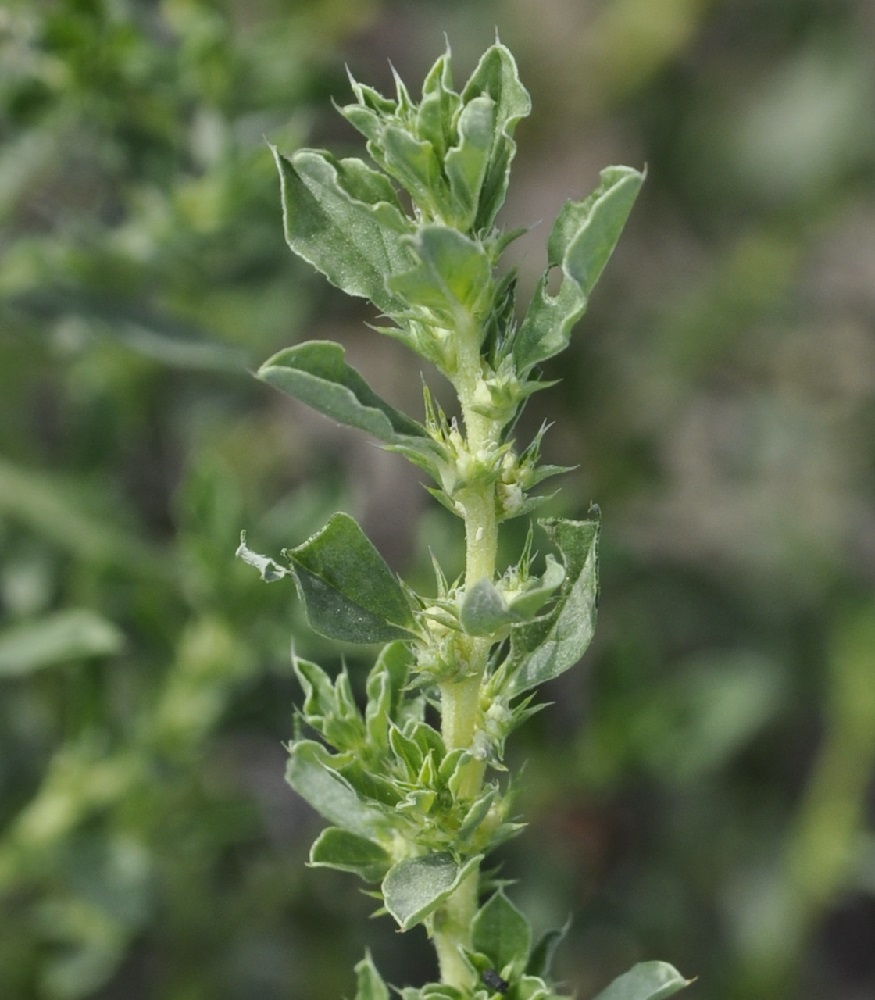 Image of Amaranthus albus specimen.