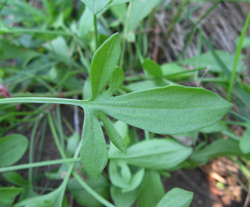 Image of Rumex acetosella specimen.