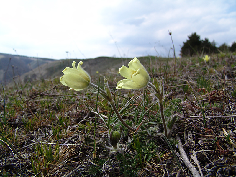 Изображение особи Pulsatilla albana.