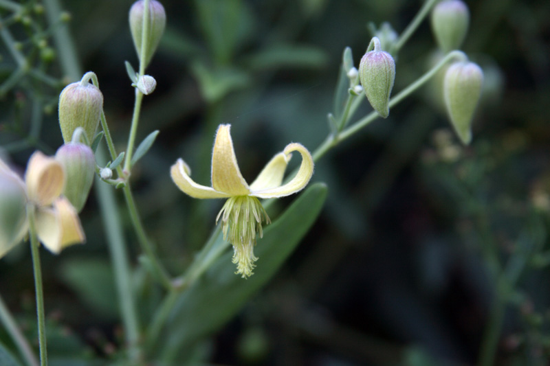 Изображение особи Clematis orientalis.