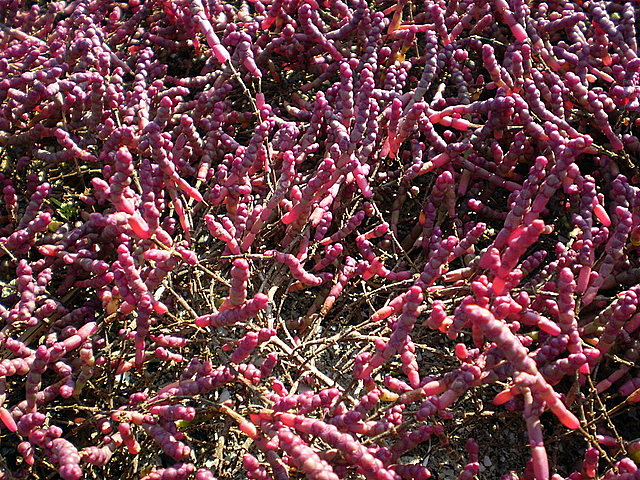 Image of Salicornia perennans specimen.