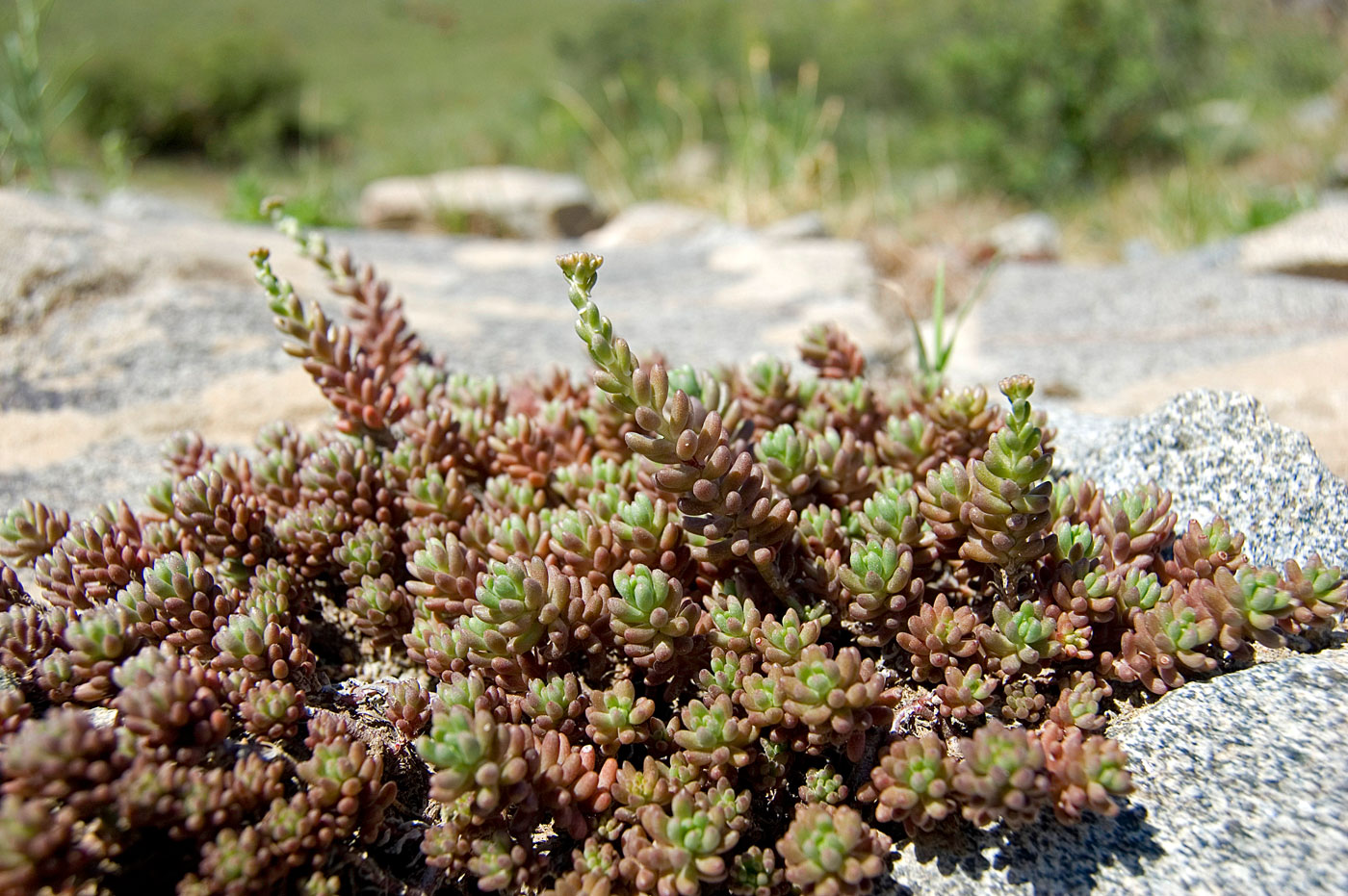 Изображение особи Sedum alberti.