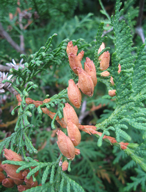 Image of Thuja occidentalis specimen.