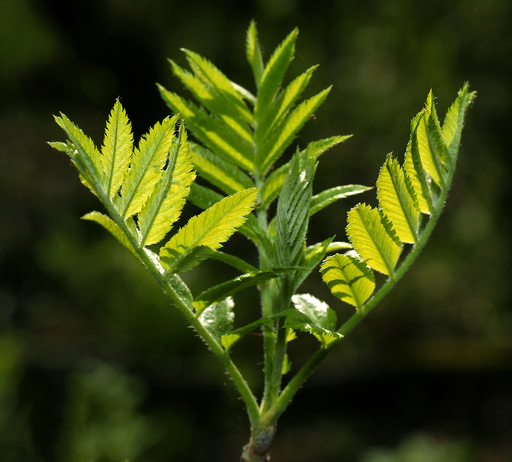 Image of Sorbus aucuparia specimen.