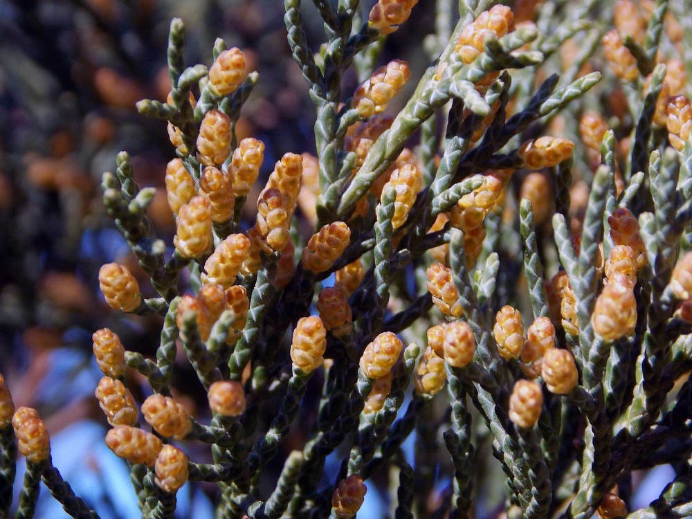 Image of Juniperus sargentii specimen.