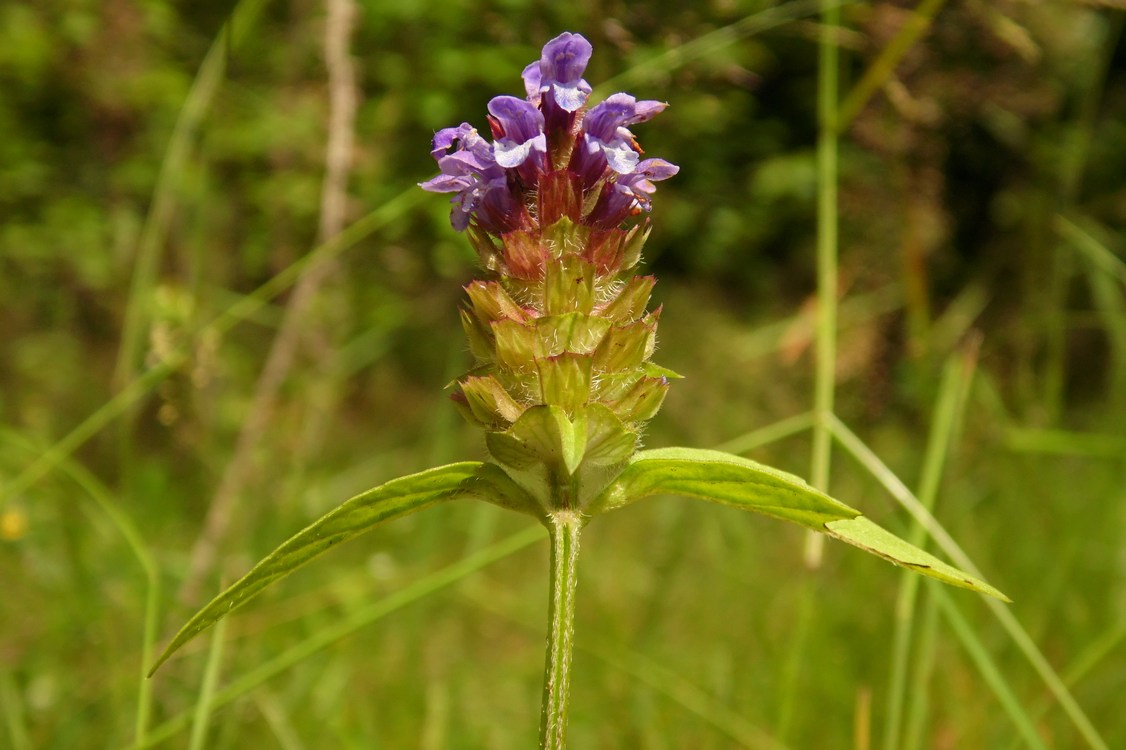 Image of Prunella vulgaris specimen.