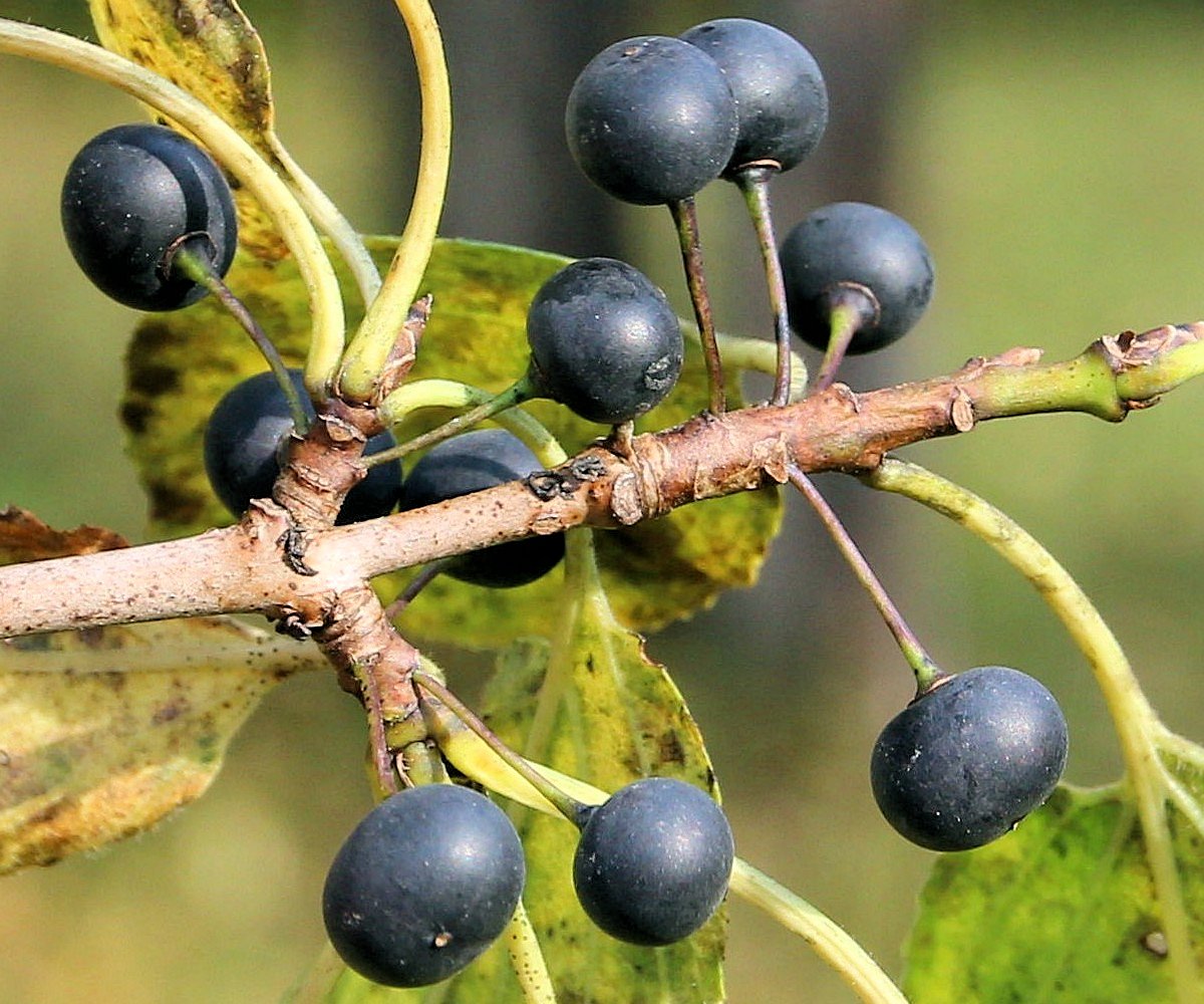 Image of Rhamnus davurica specimen.