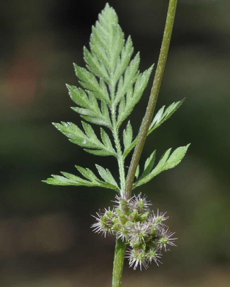 Image of Torilis nodosa specimen.