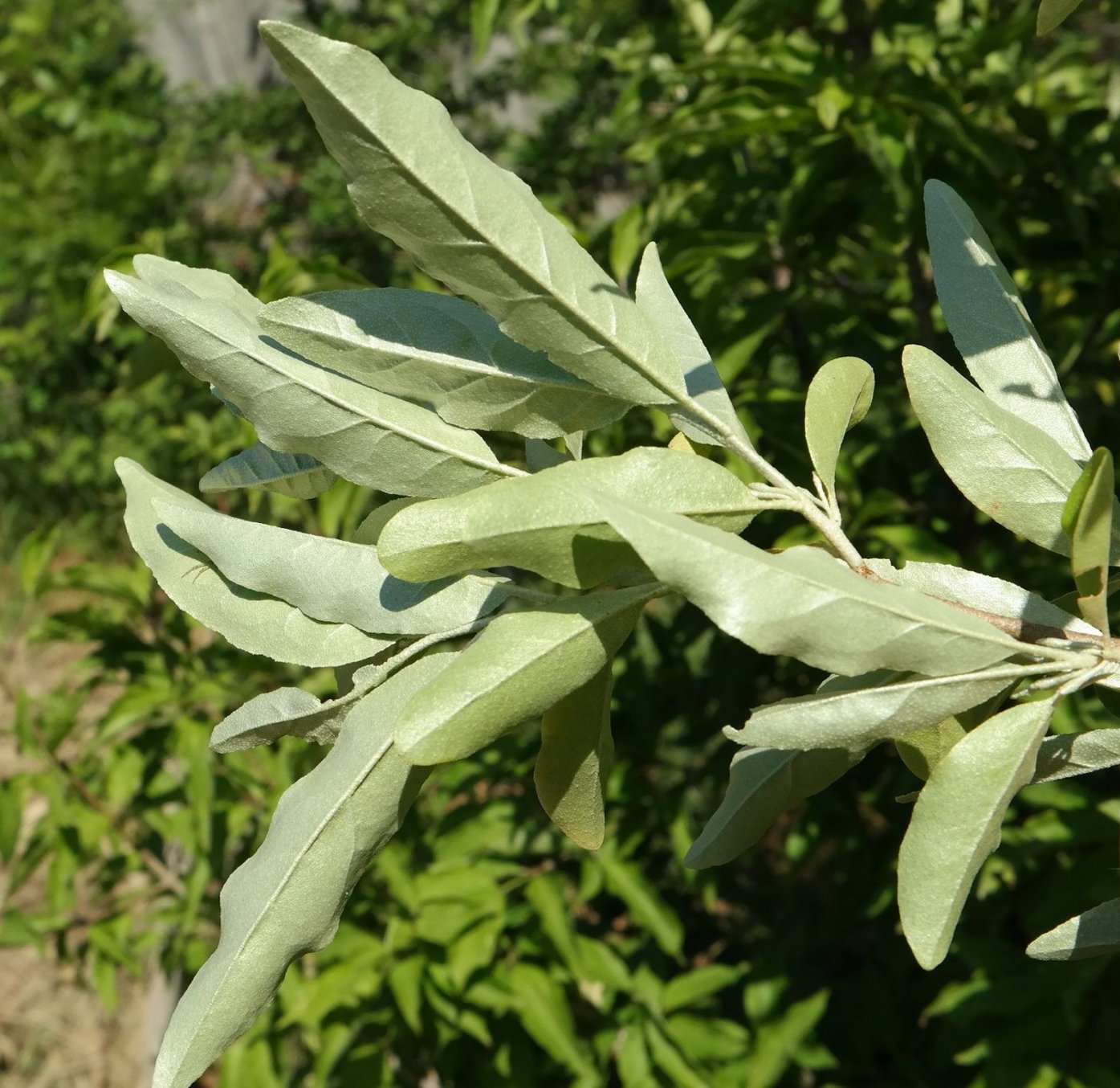 Изображение особи Elaeagnus umbellata.