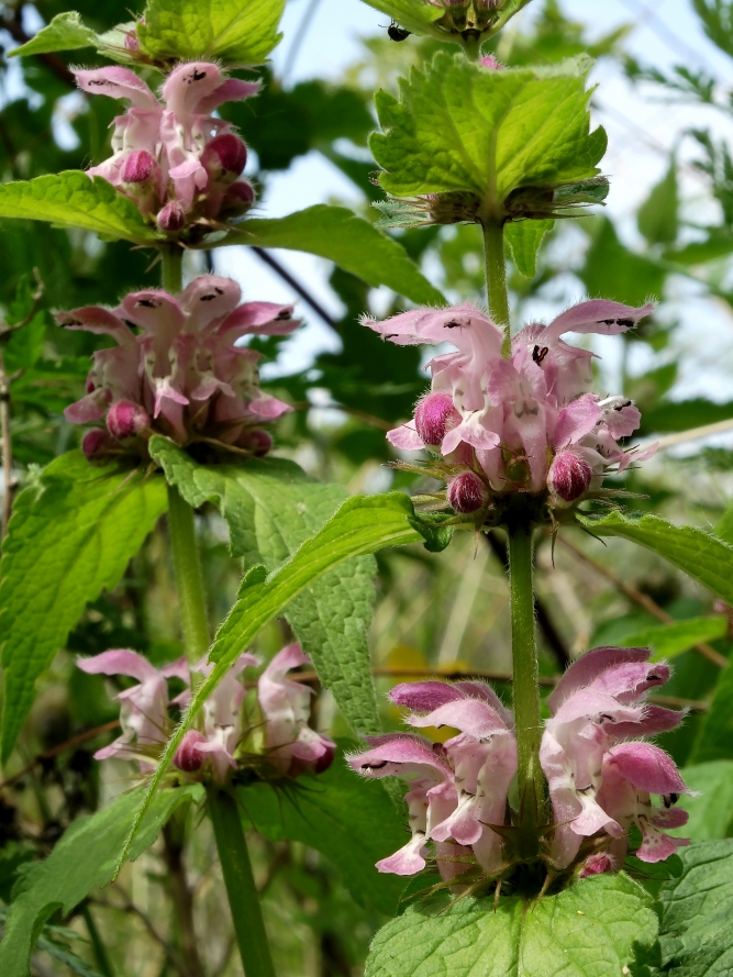 Image of Lamium barbatum specimen.